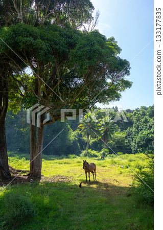 Horse standing under trees near Atuona, Hiva Oa, French Polynesia, Marquesas Islands Horse standing under trees near Atuona, Hiva Oa, French Polynesia, Marquesas Islands 133177835