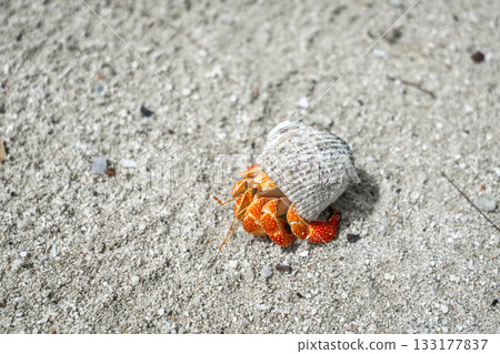 Hermit crab on a white sand beach in Maupiti, French Polynesia Hermit crab on a white sand beach in Maupiti, French Polynesia 133177837