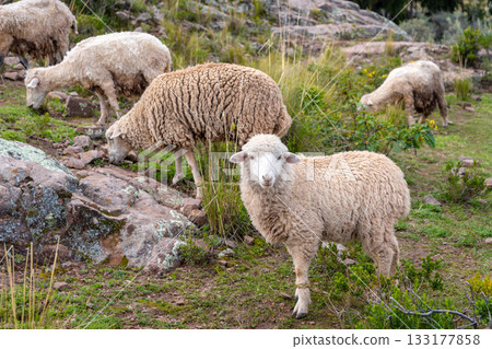 Sheep grazing on Taquile Island, Lake Titicaca, Peru 133177858
