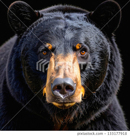 Black bear portrait with shiny dark fur and amber eyes 133177918