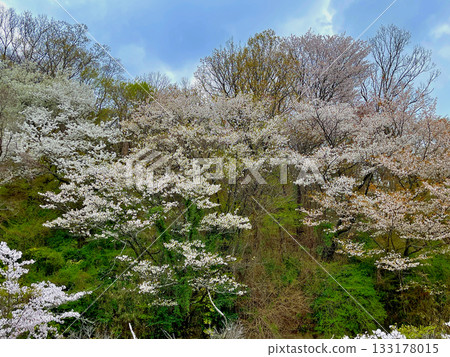 Cherry blossoms at Takayasuyama Cemetery as seen from Takayasuyama Station on the Kintetsu Nishi-Shigi Cable Car Line Cherry blossoms at Takayasuyama Cemetery as seen from Takayasuyama Station on the Kintetsu Nishi-Shigi Cable Car Line 133178015