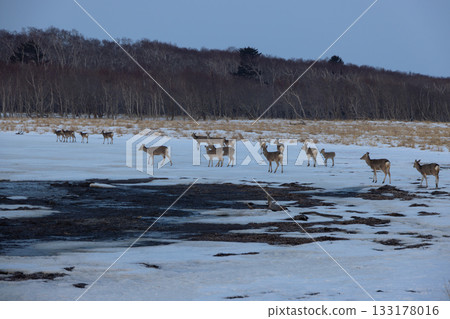 A herd of Ezo deer walking in a line on the ice of Notsuke Bay in Hokkaido 133178016