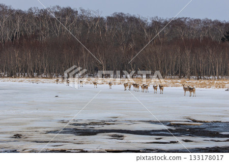 一群蝦夷鹿在北海道野付灣的冰面上排成一列行走 一群蝦夷鹿在北海道野付灣的冰面上排成一列行走 133178017