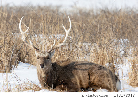 一隻雄性蝦夷鹿棲息在北海道野付半島的雪草地上。 133178018