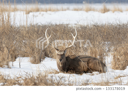 A male Ezo deer sits on a snowy meadow on the Notsuke Peninsula in Hokkaido 133178019