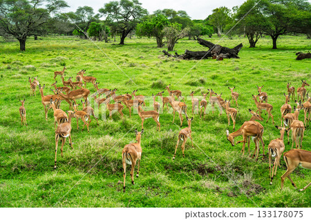 Impala male and female deer moving across the richly vegetated African grassland on a cloudy day Impala male and female deer moving across the richly vegetated African grassland on a cloudy day 133178075