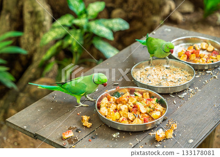 Green rose-ringed parakeets eating fruit mix from metal bowls on wooden table in tropical Mauritius wildlife sanctuary 133178081