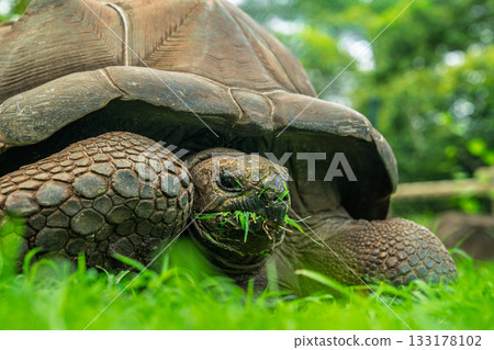 Aldabra giant tortoise grazing fresh grass, detailed closeup of textured shell and scaled legs in Mauritius enclosure 133178102