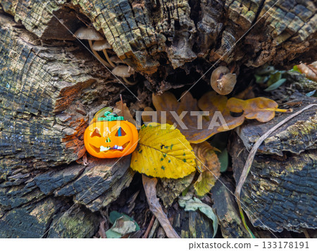 Small Halloween pumpkin decoration on old tree stump with autumn leaves and wild mushrooms growing naturally 133178191