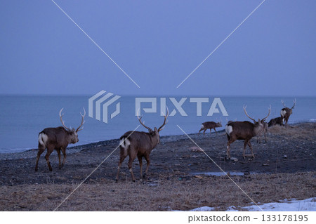 一群雄性蝦夷鹿沿著北海道野付半島的沙灘漫步。 一群雄性蝦夷鹿沿著北海道野付半島的沙灘漫步。 133178195