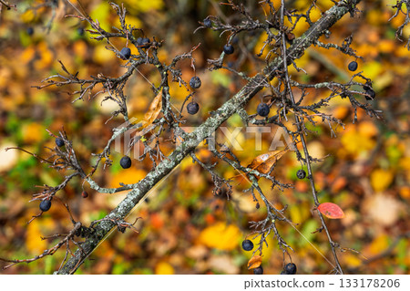 Thorny branch with black berries and lichen closeup moody autumn tones organic texture background for seasonal storytelling Thorny branch with black berries and lichen closeup moody autumn tones organic texture background for seasonal storytelling 133178206