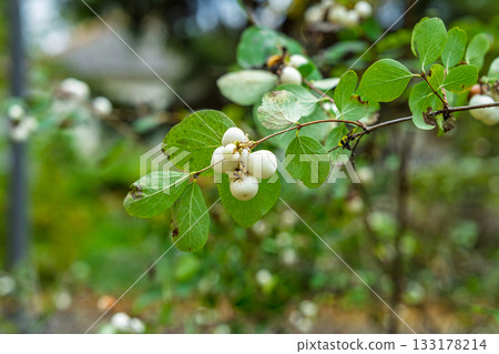 White snowberry cluster on green branch soft bokeh macro shot natural texture clean background for botanical design White snowberry cluster on green branch soft bokeh macro shot natural texture clean background for botanical design 133178214