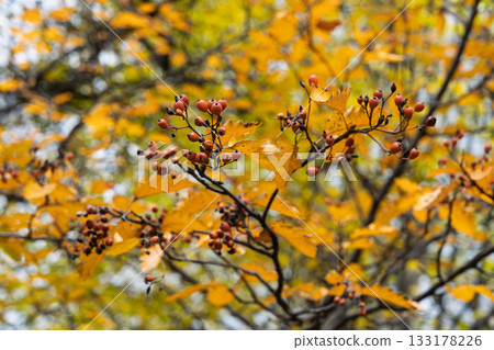 Delicate red berries surrounded by golden leaves gentle blur warm color harmony calm aesthetic nature concept Delicate red berries surrounded by golden leaves gentle blur warm color harmony calm aesthetic nature concept 133178226