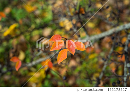 Bright orange leaf cluster on branch shallow depth clean background seasonal color accent for fall design projects Bright orange leaf cluster on branch shallow depth clean background seasonal color accent for fall design projects 133178227