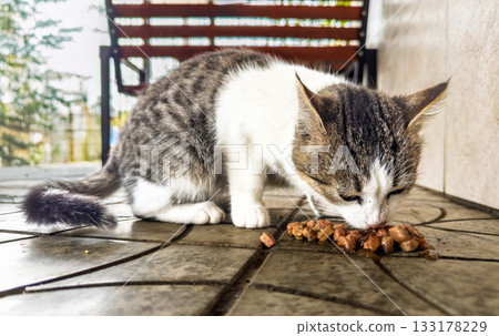 Feral street cat fed by volunteers near retail entrance simple humane act helping hunger prevention and community solidarity Feral street cat fed by volunteers near retail entrance simple humane act helping hunger prevention and community solidarity 133178229