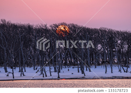 The setting sun over the dead Narawara trees on Hokkaido's Notsuke Peninsula 133178723