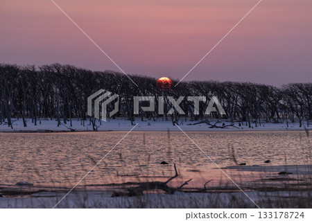 The setting sun over the dead Narawara trees on Hokkaido's Notsuke Peninsula 133178724