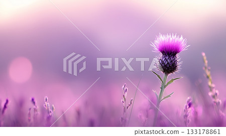 Purple thistle blossom in soft focus field. Delicate background for St.Andrew Day greeting card or banner 133178861