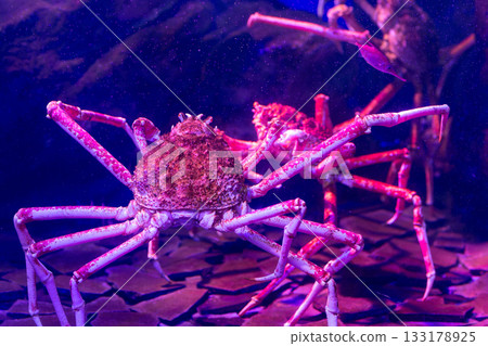 在水族館的日本蜘蛛蟹 在水族館的日本蜘蛛蟹 133178925