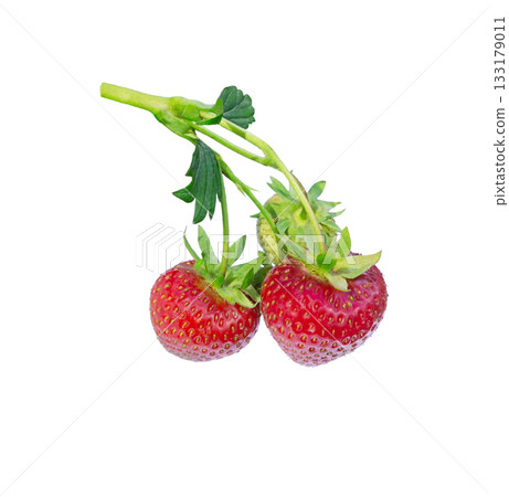 Branch of strawberry plant with leaves, ripe and unripe berries isolated Branch of strawberry plant with leaves, ripe and unripe berries isolated 133179011