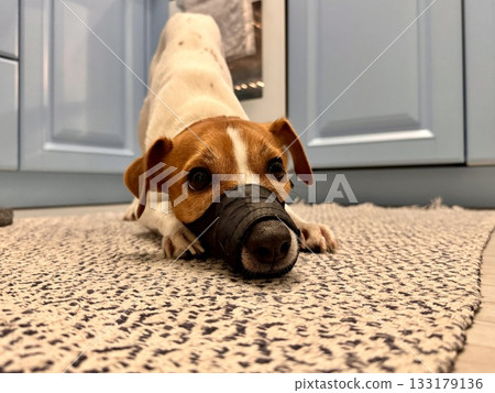 a young thoroughbred Jack Russell Terrier at home in a muzzle a young thoroughbred Jack Russell Terrier at home in a muzzle 133179136