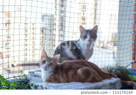 Two lovely cats - one ginger and the other half-tabby - resting on a balcony with a protective net Two lovely cats - one ginger and the other half-tabby - resting on a balcony with a protective net 133179184