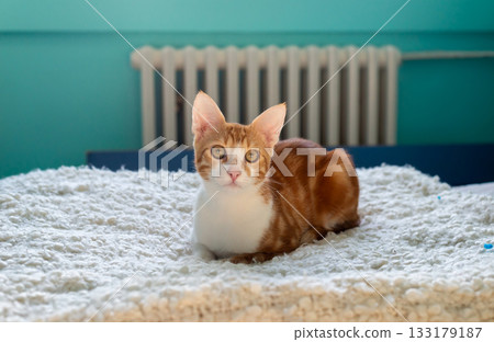 Adorable ginger kitten resting on a soft blanket in a bedroom Adorable ginger kitten resting on a soft blanket in a bedroom 133179187