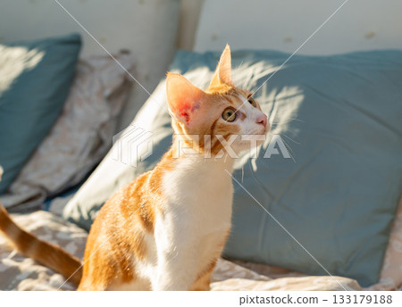 Adorable ginger kitten in a bedroom Adorable ginger kitten in a bedroom 133179188