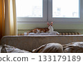 Adorable ginger cat resting near the windows in a living room 133179189