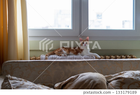 Adorable ginger cat resting near the windows in a living room Adorable ginger cat resting near the windows in a living room 133179189