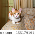 Adorable ginger cat resting on a sofa in a living room 133179191