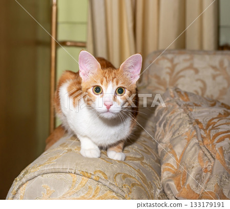 Adorable ginger cat resting on a sofa in a living room Adorable ginger cat resting on a sofa in a living room 133179191