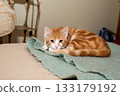 Adorable ginger cat resting on a soft mohair blanket 133179192