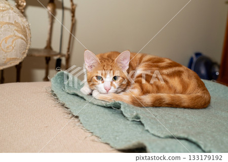Adorable ginger cat resting on a soft mohair blanket Adorable ginger cat resting on a soft mohair blanket 133179192