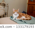 Adorable ginger cat resting on a soft mohair blanket 133179193