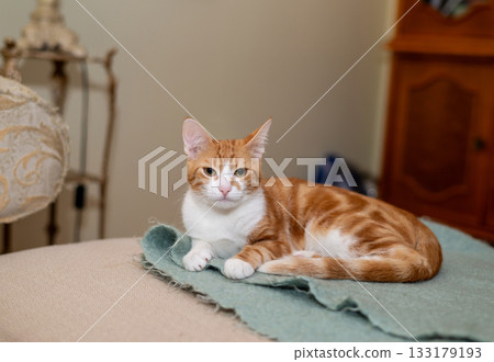 Adorable ginger cat resting on a soft mohair blanket Adorable ginger cat resting on a soft mohair blanket 133179193