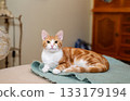 Adorable ginger cat resting on a soft mohair blanket 133179194