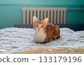 Adorable ginger kitten resting on a soft blanket in a bedroom 133179196