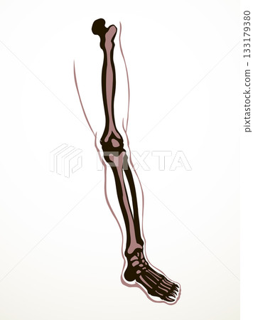 Vector drawing. Bones of the leg Vector drawing. Bones of the leg 133179380