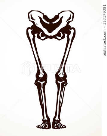 Vector drawing. Bones of the leg Vector drawing. Bones of the leg 133179381
