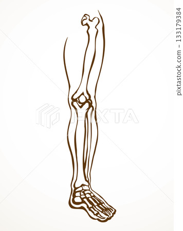 Vector drawing. Bones of the leg Vector drawing. Bones of the leg 133179384