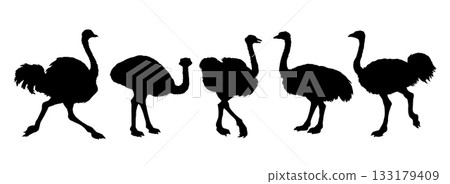 Vector drawing. Ostrich in the steppe 133179409