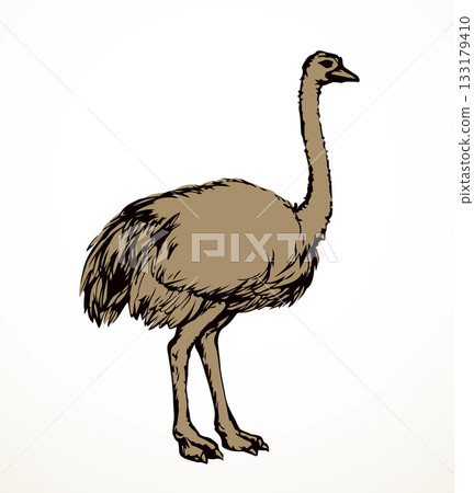 Vector drawing. Ostrich in the steppe Vector drawing. Ostrich in the steppe 133179410