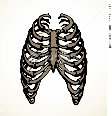 Vector drawing. Thorax and ribs Vector drawing. Thorax and ribs 133179417