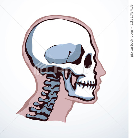 Vector drawing. Skull and neck bones 133179419