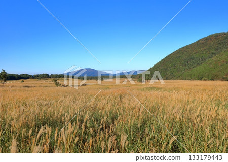 [Oita Prefecture] Japanese silver grass in the Tadewara Marsh of Chojabara Park 133179443