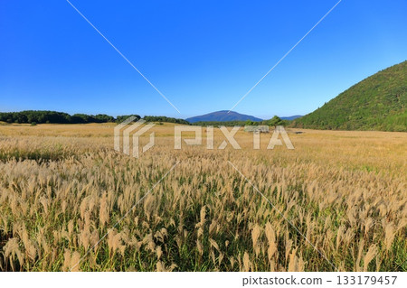 [Oita Prefecture] Japanese silver grass in the Tadewara Marsh of Chojabara Park 133179457
