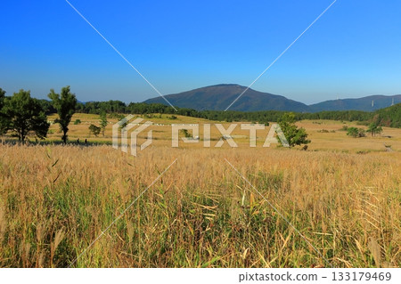 【大分縣】長崎公園手原濕地的銀草 【大分縣】長崎公園手原濕地的銀草 133179469