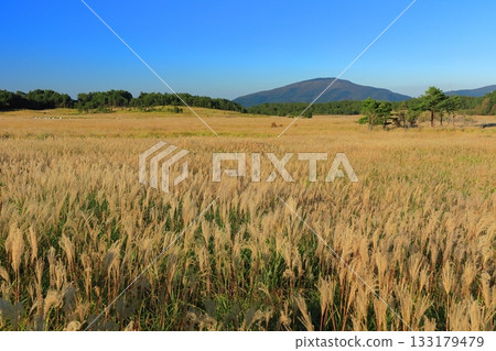[Oita Prefecture] Japanese silver grass in the Tadewara Marsh of Chojabara Park 133179479