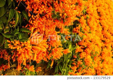 Orange trumpet flowers in Spain Orange trumpet flowers in Spain 133179529